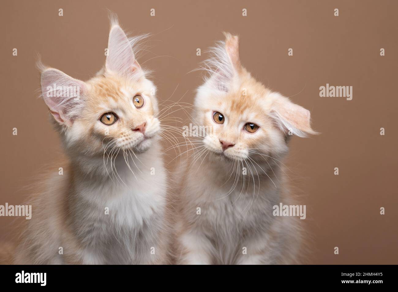 deux frères et sœurs de maine coon chaton côte à côte sur fond marron. un chat secoue la tête en regardant drôle Banque D'Images