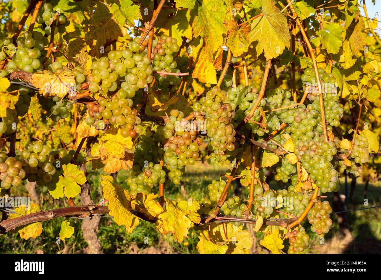 Riesling raisin, vignoble, Ayl, Vallée du Saar, Rhénanie-Palatinat, Allemagne Banque D'Images