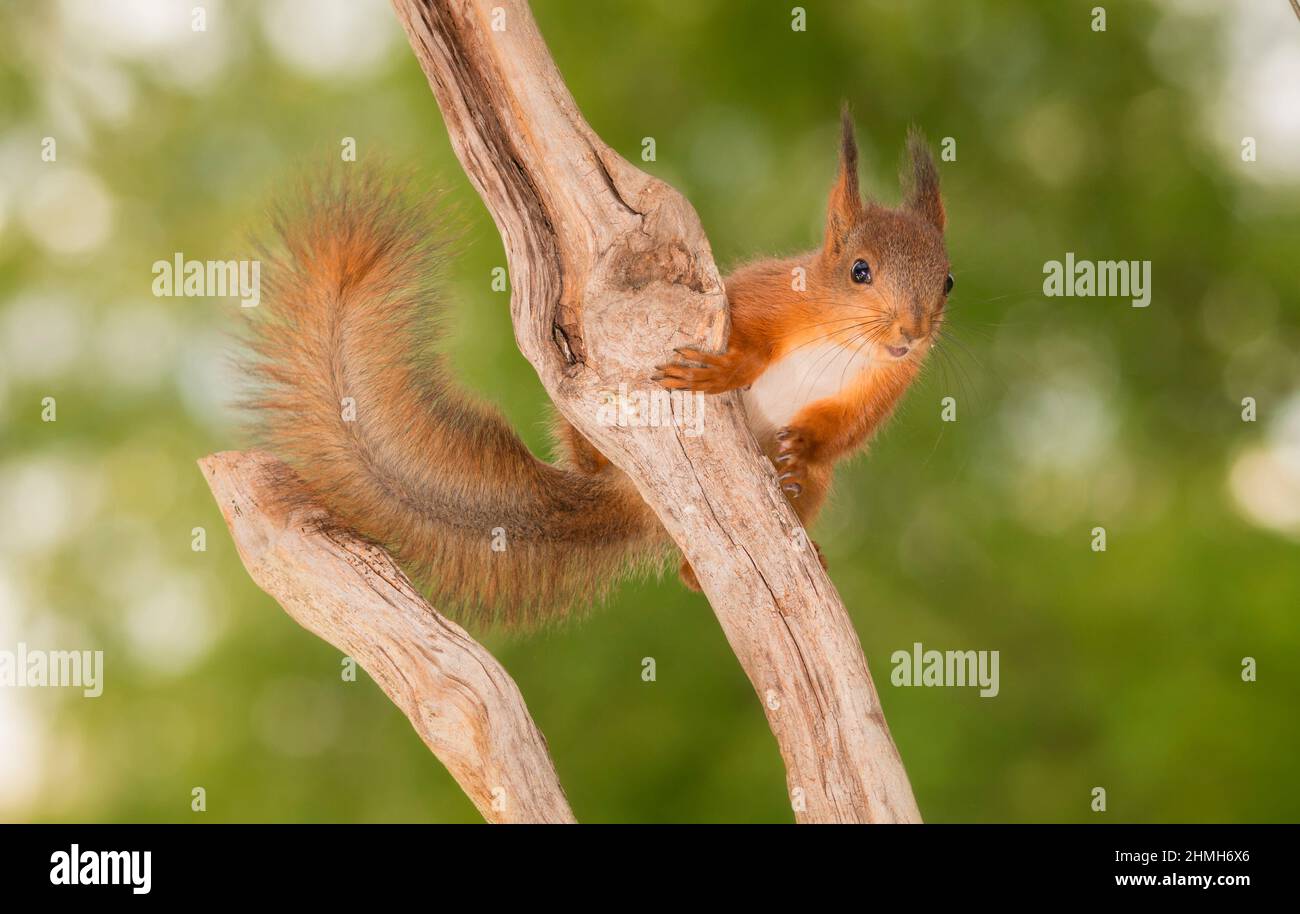 jeune écureuil rouge debout sur la branche regardant dans la lentille Banque D'Images