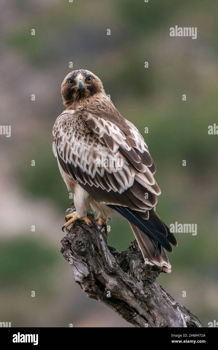 Aigle à bottes, Hieraaetus pennatus Banque D'Images