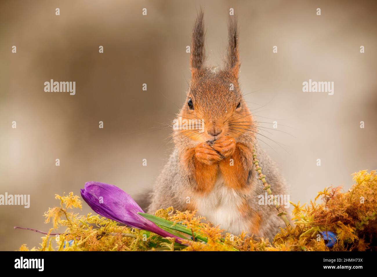écureuil rouge debout derrière des fleurs regardant dans la lentille Banque D'Images