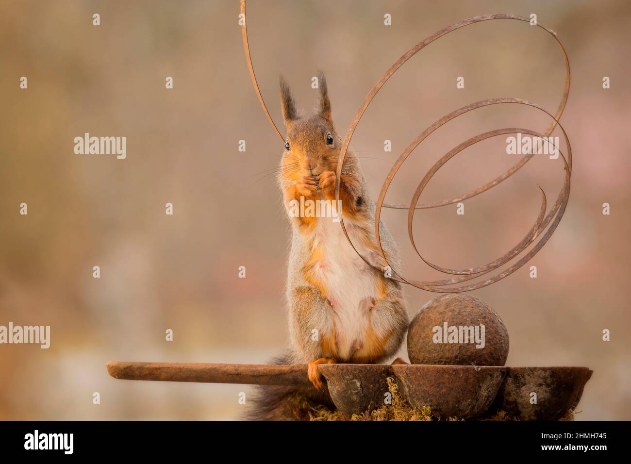 écureuil rouge debout sur une poêle en fer dans une spirale regardant dans la caméra Banque D'Images