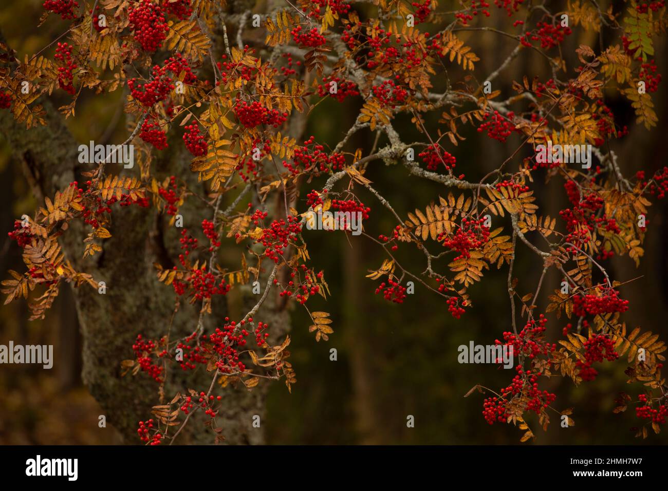 Rowan (Sorbus aucuparia) branches avec baies rouges en octobre, Banque D'Images