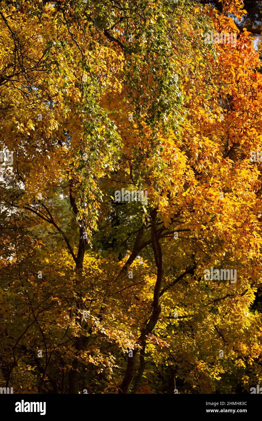 Arbres à feuilles caduques dans les couleurs d'automne, scène de la nature d'automne Banque D'Images