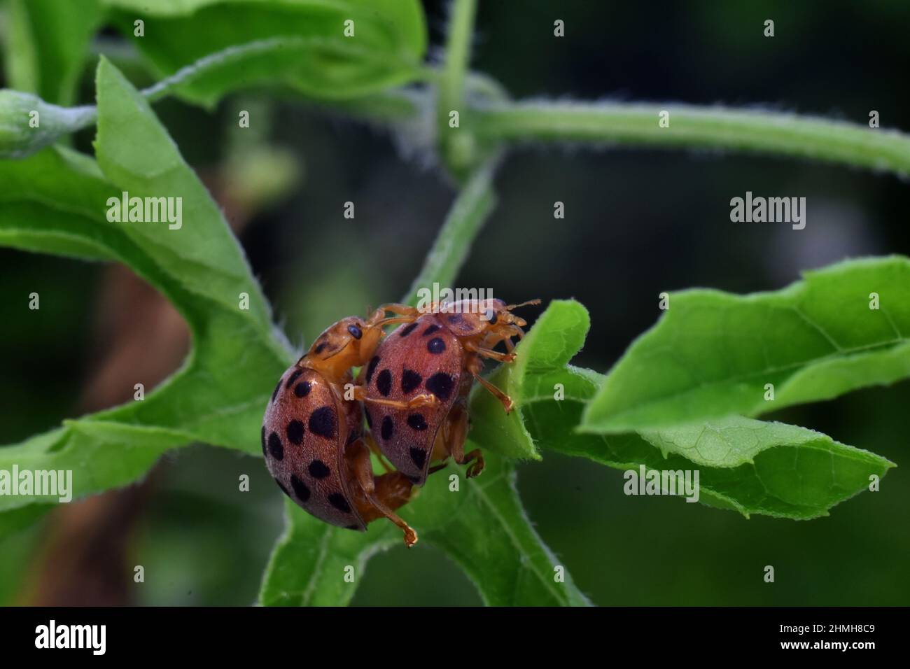 Coccinelles se conjuguées sur des feuilles vertes. Banque D'Images