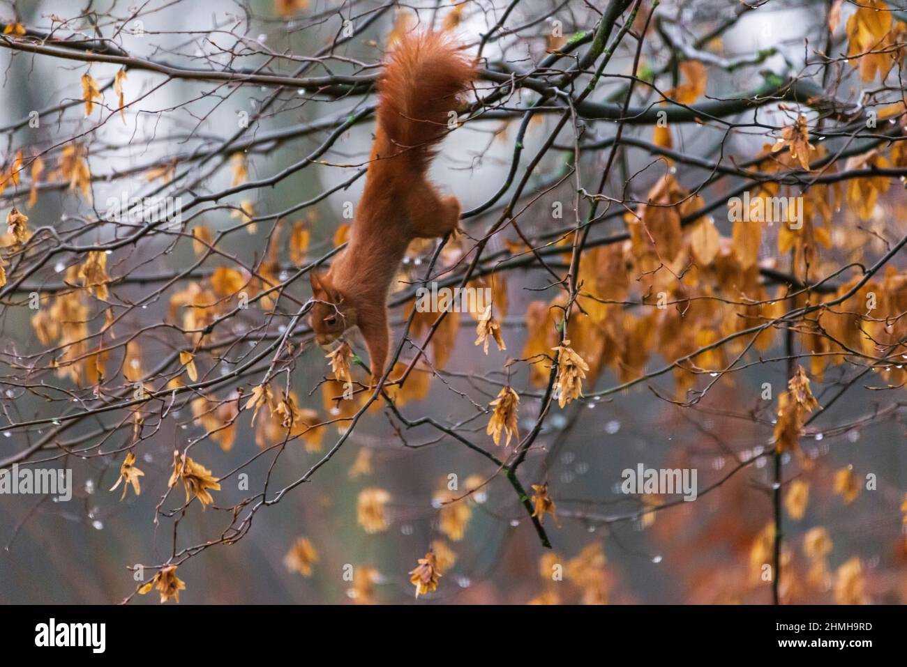 Recherche acrobatique d'un écureuil Banque D'Images