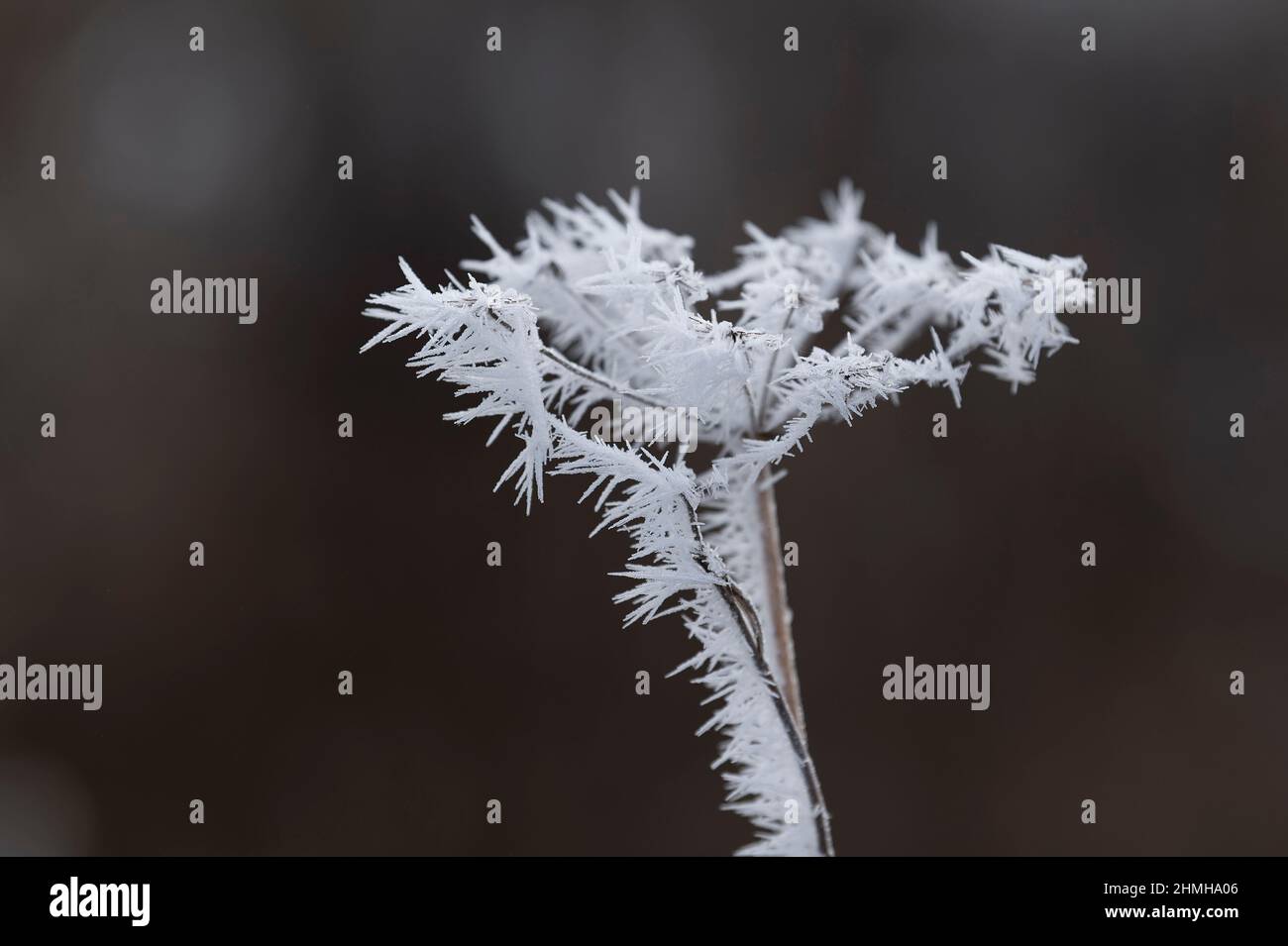 Umbel recouvert de givre, Allemagne, Bade-Wurtemberg Banque D'Images