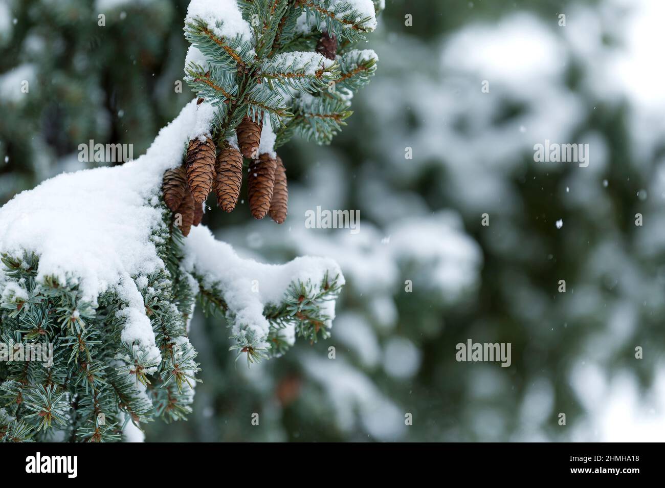 Forêt d'hiver, épicéa recouvert de neige avec cônes (épinette serbe), chute de neige, Allemagne, Hesse Banque D'Images