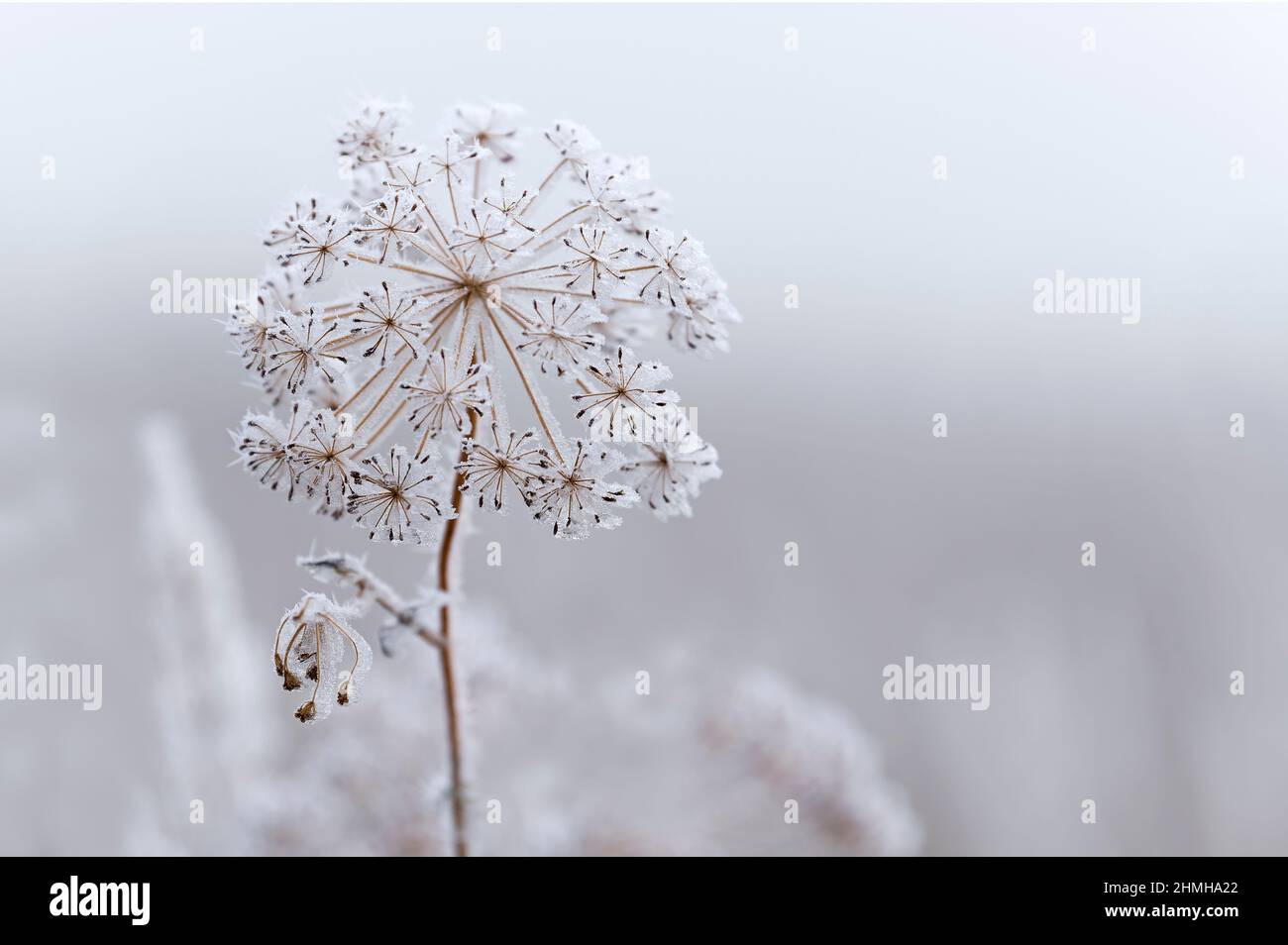 Le givre couvre une ombelle séchée de fenouil, Allemagne, Bade-Wurtemberg Banque D'Images