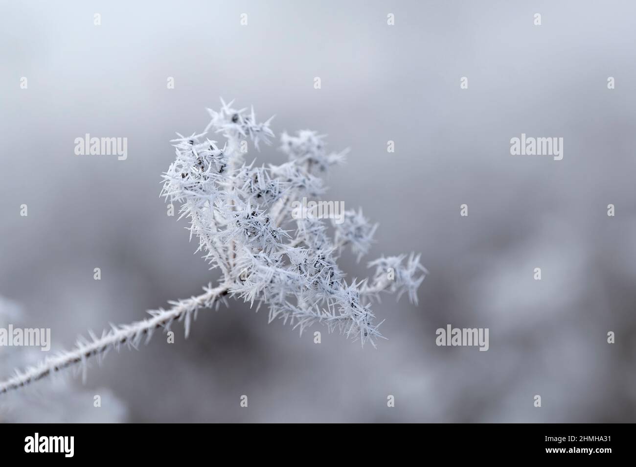 Umbel recouvert de givre, Allemagne, Bade-Wurtemberg Banque D'Images