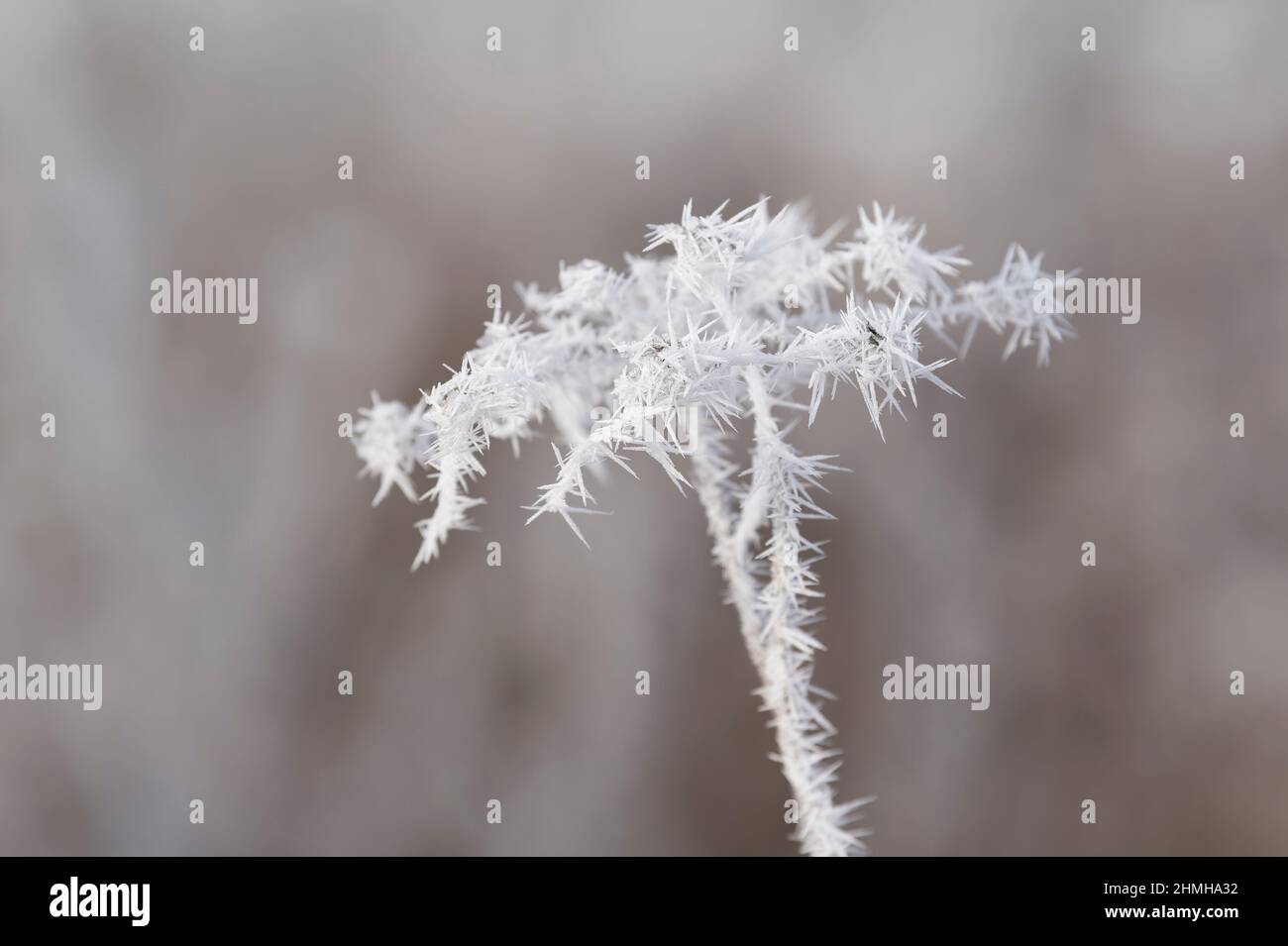 Umbel recouvert de givre, Allemagne, Bade-Wurtemberg Banque D'Images