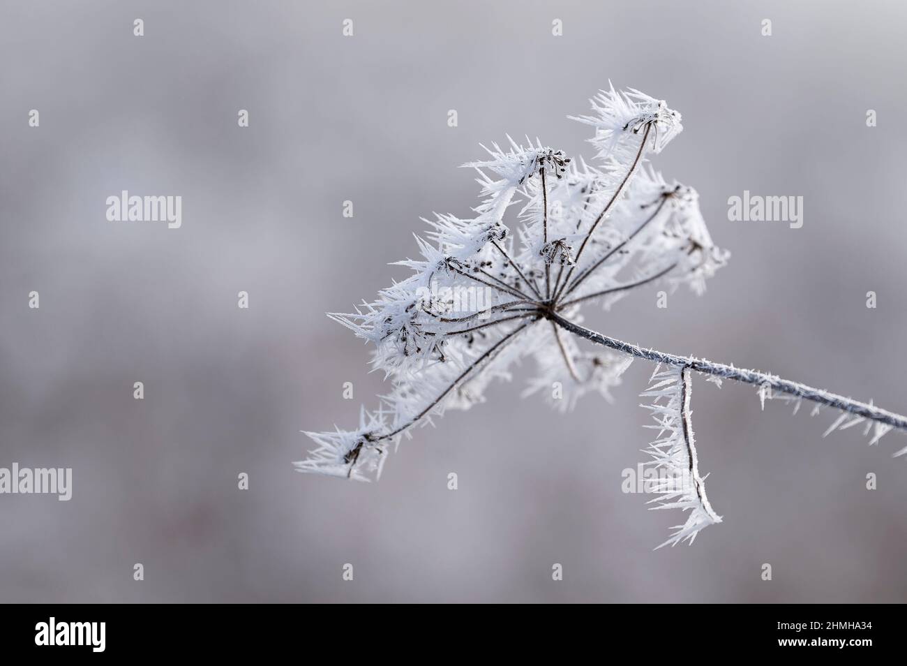 Le givre couvre une ombelle séchée de fenouil, Allemagne, Bade-Wurtemberg Banque D'Images