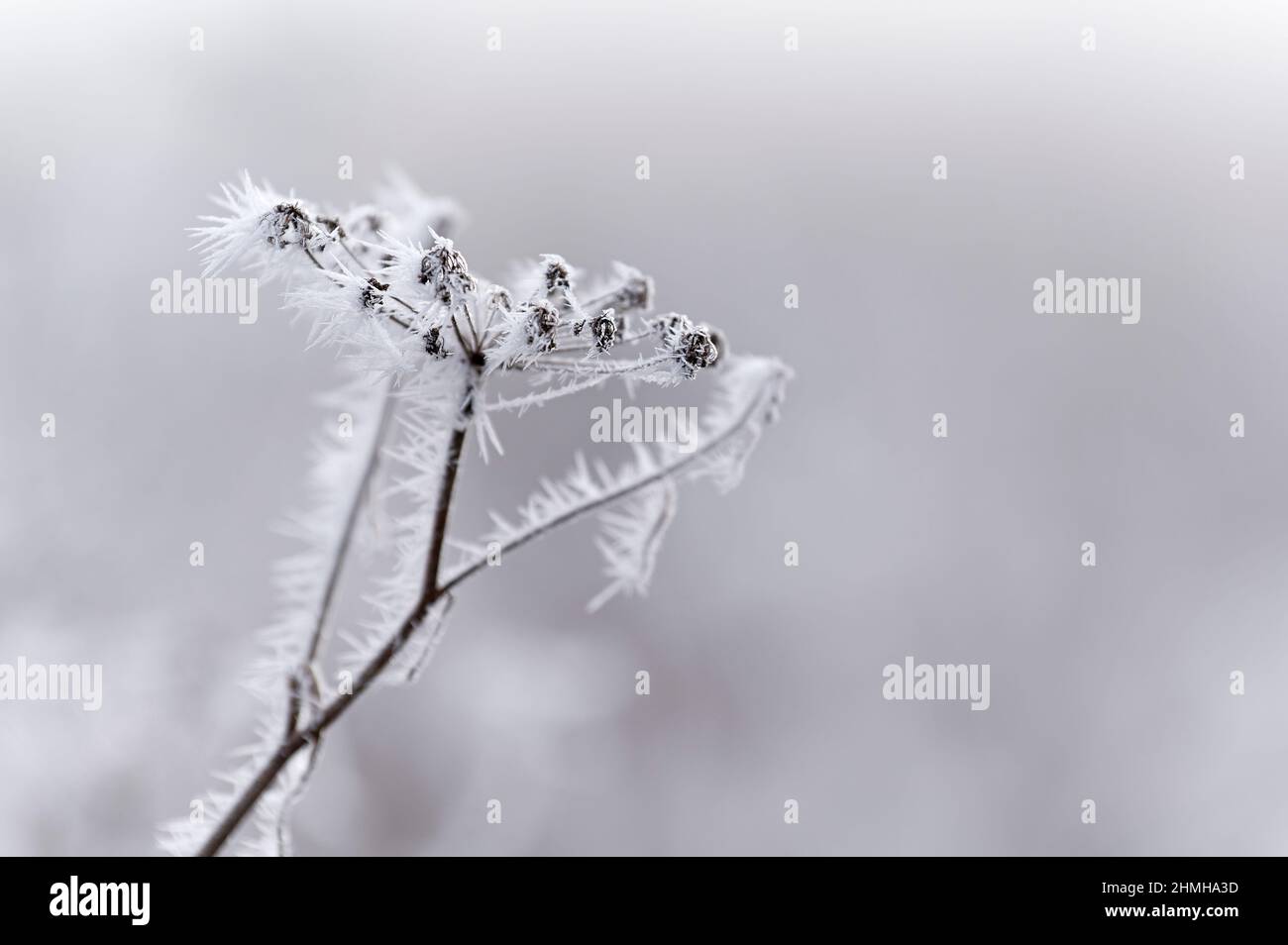 Umbel recouvert de givre, Allemagne, Bade-Wurtemberg Banque D'Images