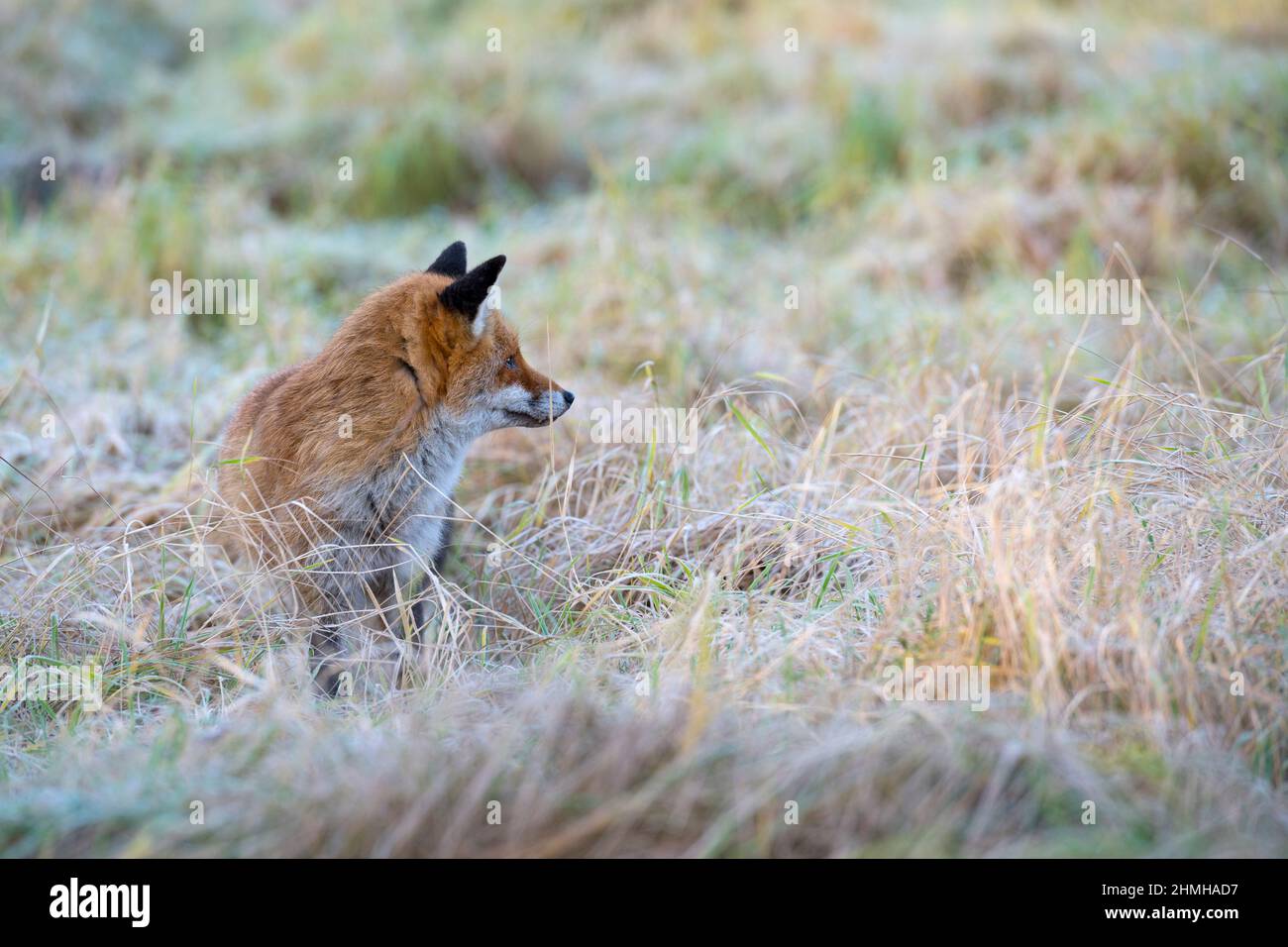Renard roux dans un pré, Vulpes vulpes, hiver, Hesse, Allemagne, Europe Banque D'Images