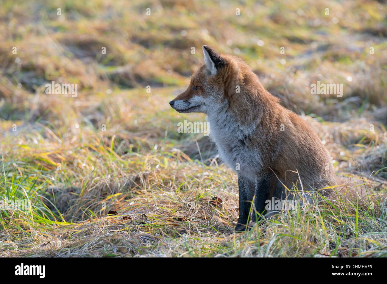 Renard roux dans un pré, Vulpes vulpes, hiver, Hesse, Allemagne, Europe Banque D'Images