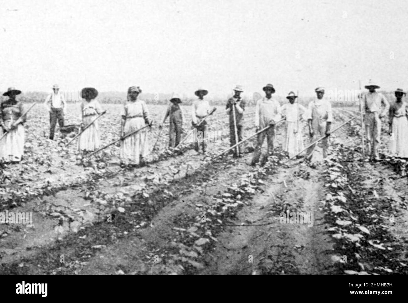 COTON les esclaves afro-américains houe un champ de coton à Alicheville, dans le nord-ouest de l'Alabama, en 1860s. Le contremaître se trouve à l'extrême gauche. Banque D'Images