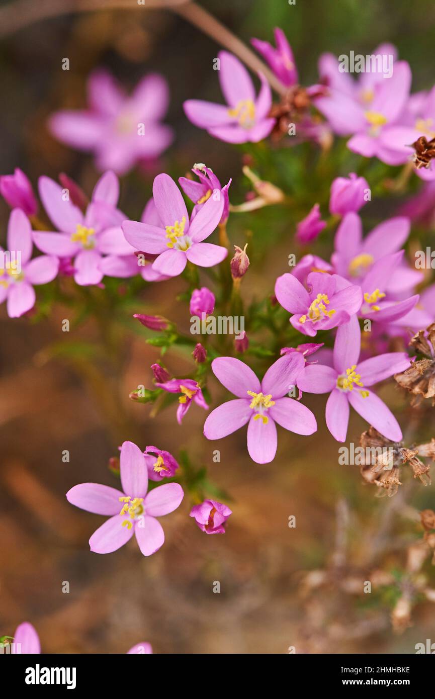 Centaurium erythraea, Centaurium minus, Centaurium umbellatum), floraison, désert, Catalogne, Espagne, Europe Banque D'Images
