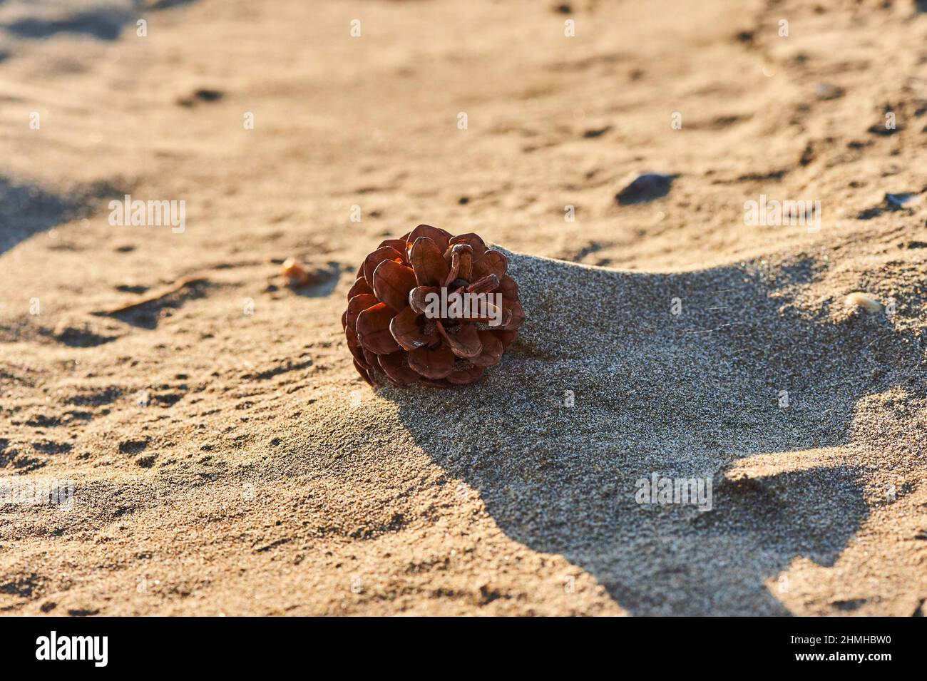 PIN noir ou pin noir (Pinus nigra), cône soufflé par le vent dans la plage de sable, Catalogne, Espagne, Europe Banque D'Images