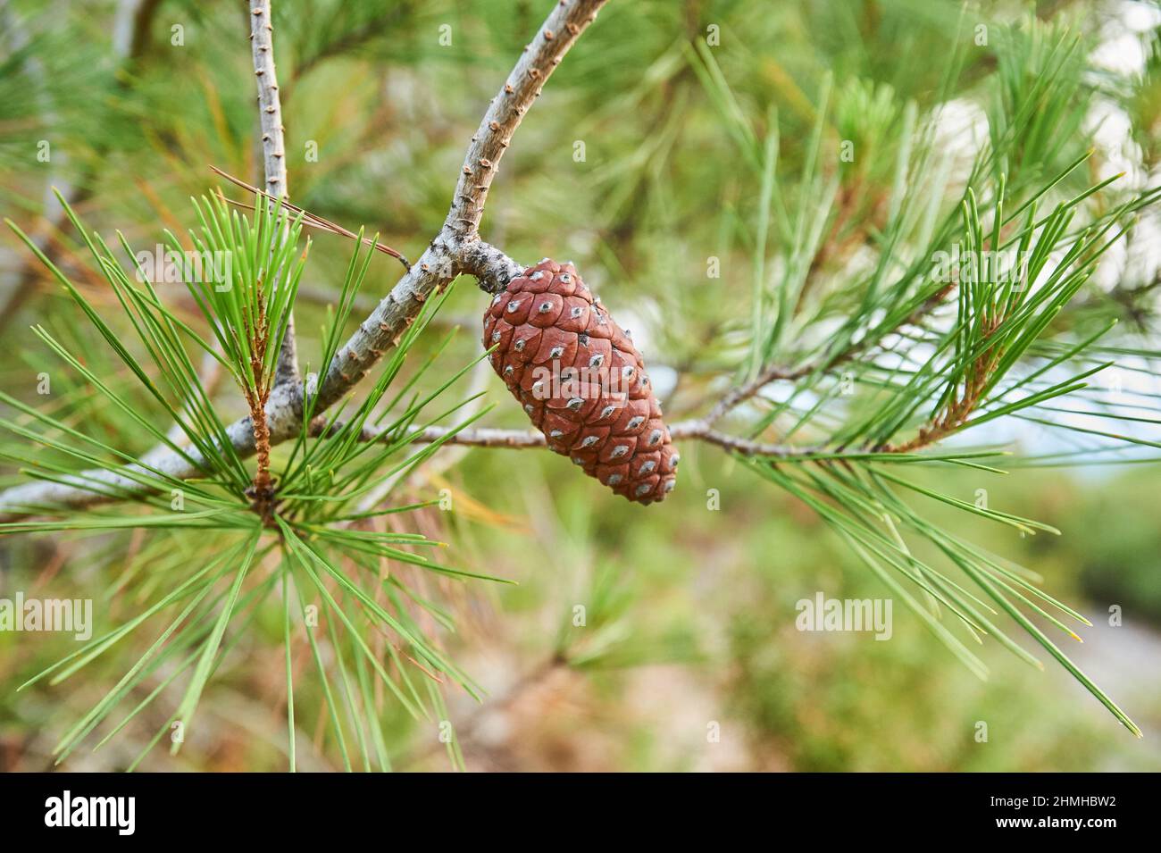 PIN noir, PIN noir ou PIN écossais noir (Pinus nigra), cônes sur l'arbre, Catalogne, Espagne, Europe Banque D'Images