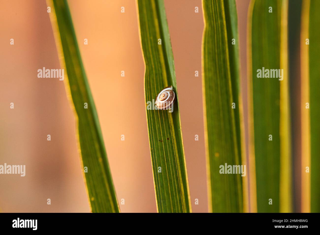 Escargot à bandes plus petites (Cepaea hortensis), palmier nain (Chamaerops humilis), feuille dans la lumière du soir, Catalogne, Espagne, Europe Banque D'Images
