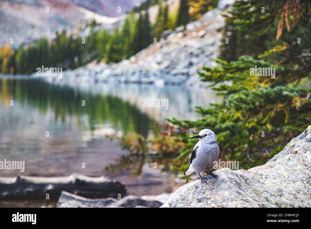 Pine jay, Nucifraga columbiana, été, lac Agnes, parc national Banff, Montagnes Rocheuses, Alberta, Canada Banque D'Images