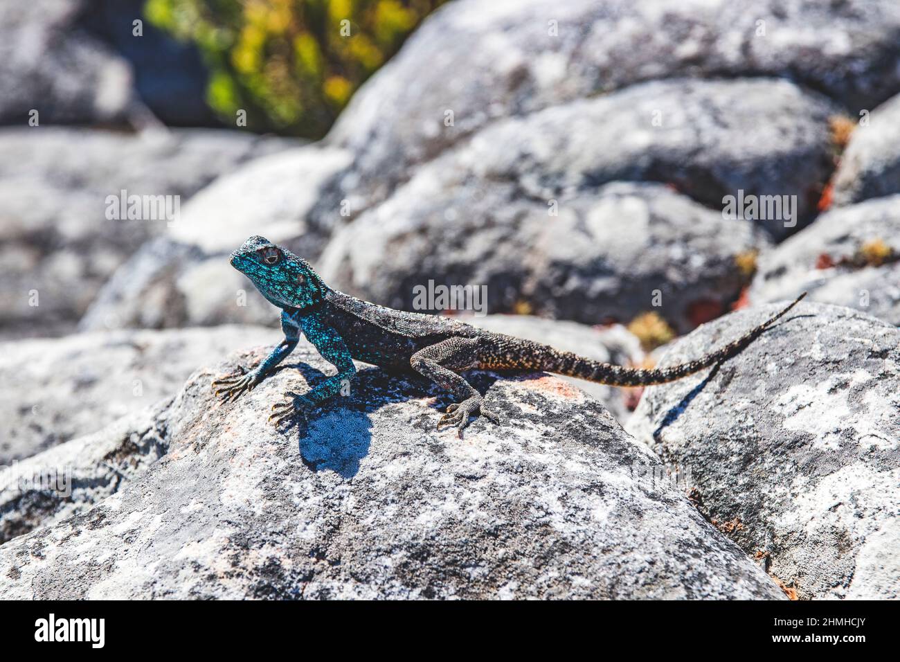 Agama de roche du sud, Agama atra, lézard, montagne de la Table, Afrique du Sud, Afrique Banque D'Images