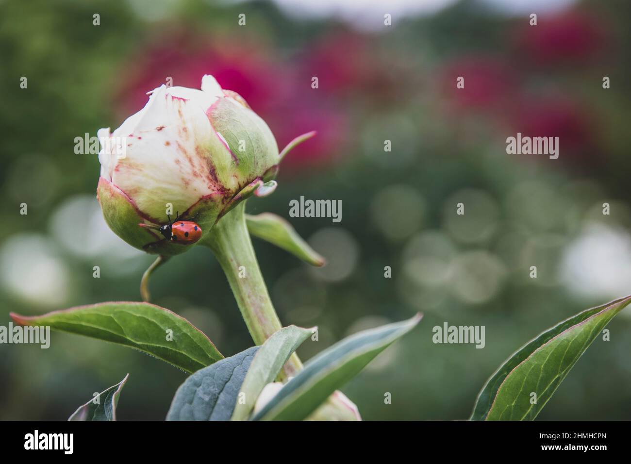 Peony, Paeonia, été, Tallinn, Estonie, Etats baltes, Europe du Nord Banque D'Images