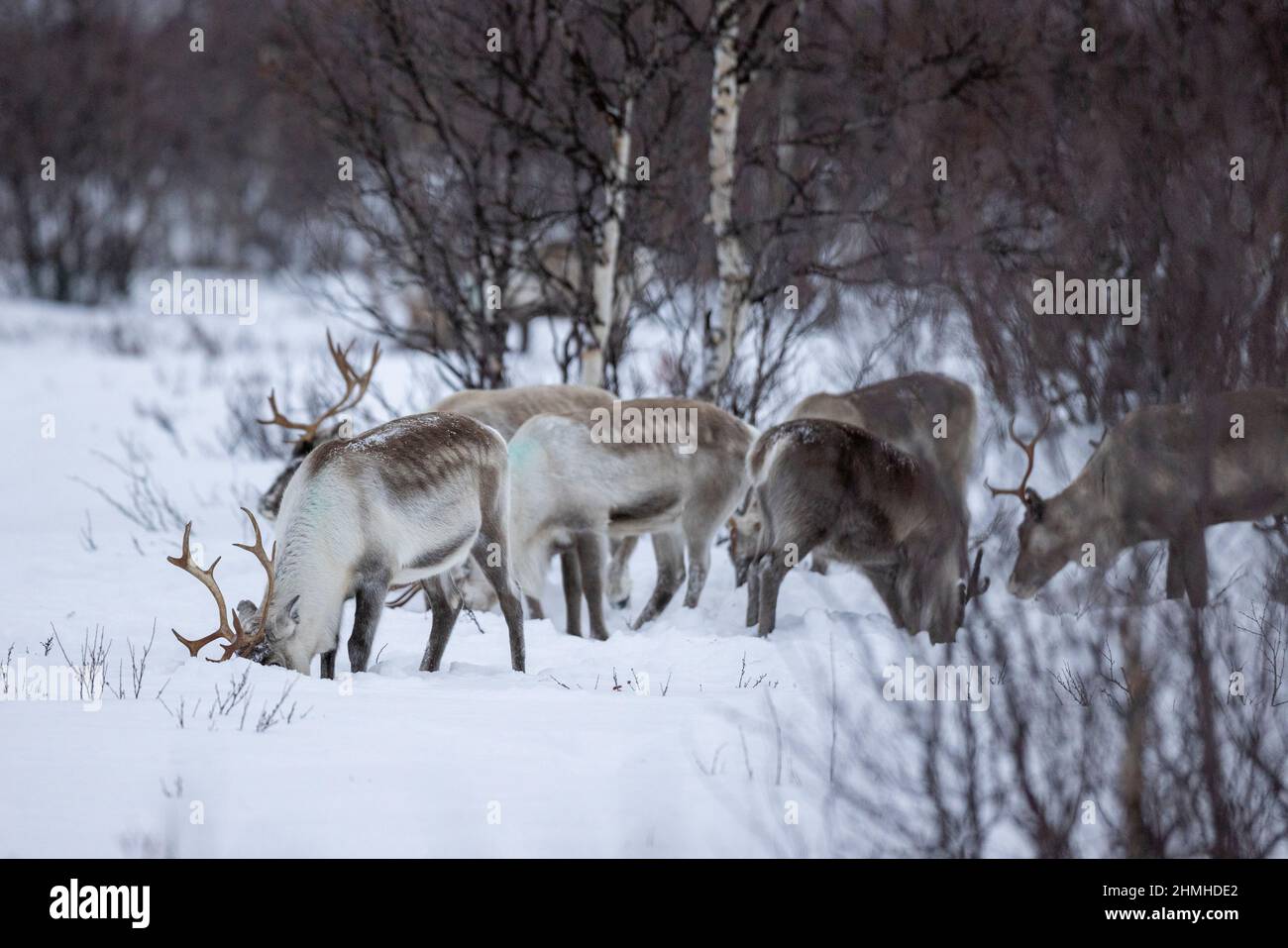 Renne sami près de Kautokeino en hiver dans la nature Banque D'Images