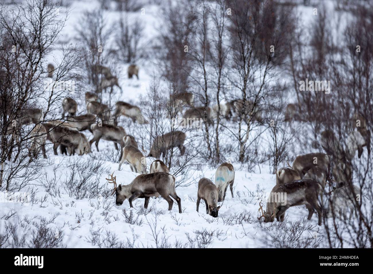 Renne sami près de Kautokeino en hiver dans la nature Banque D'Images