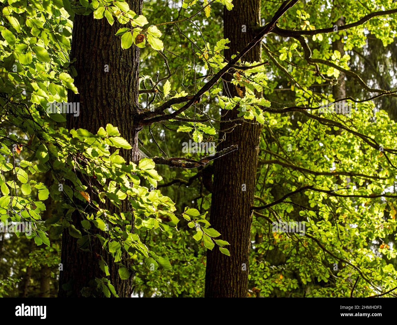 arbres à feuilles caduques dans la forêt Banque D'Images