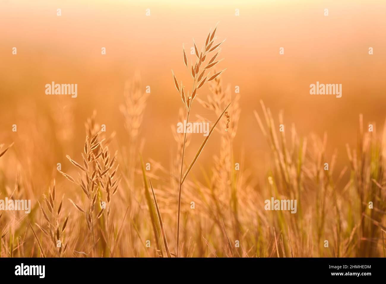 Fausse herbe d'avoine (Arrhenatherum elatius) au lever du soleil contre la lumière, Rhénanie-du-Nord-Westphalie, Allemagne Banque D'Images