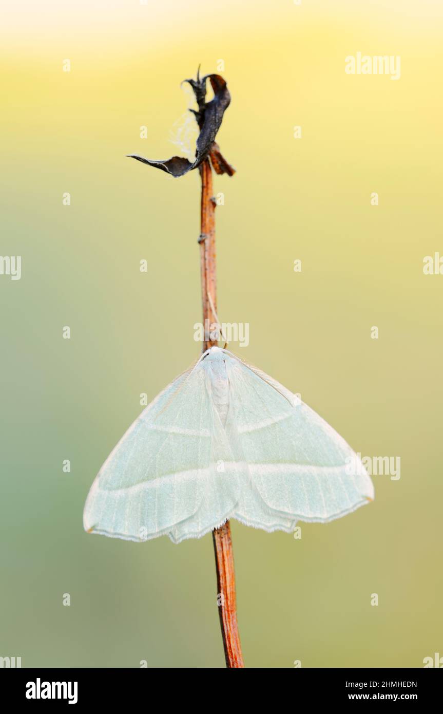 Moth émeraude légère (Campaea margaritaria), homme, Rhénanie-du-Nord-Westphalie, Allemagne Banque D'Images