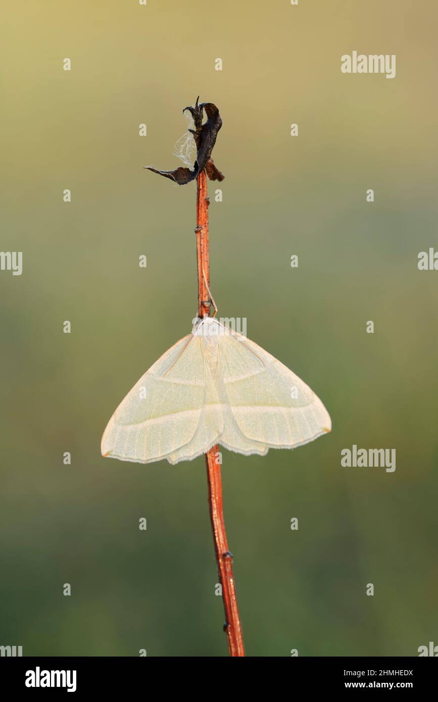 Moth émeraude légère (Campaea margaritaria), homme, Rhénanie-du-Nord-Westphalie, Allemagne Banque D'Images