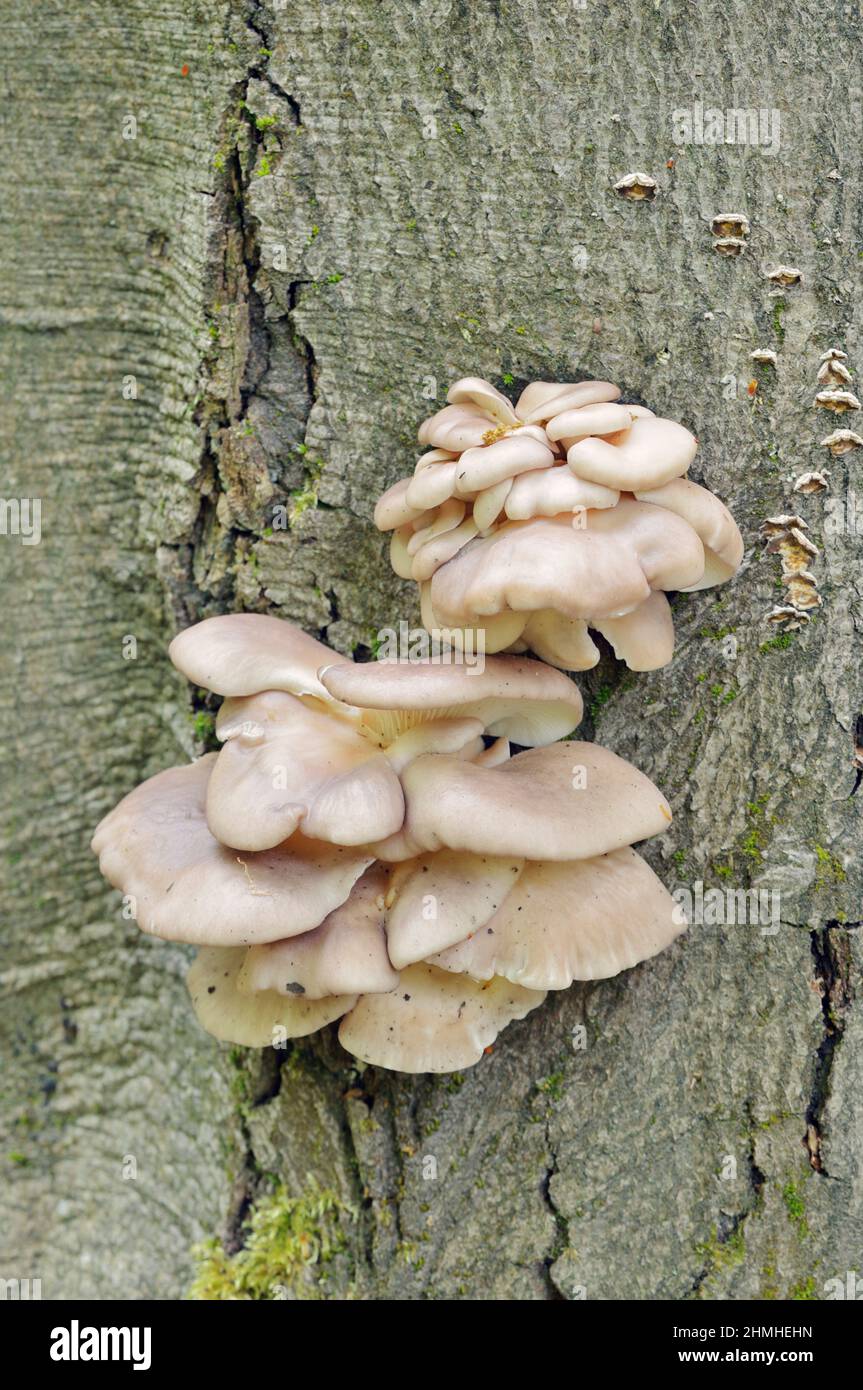 Champignon huître (Pleurotus ostreatus, Dendrosarcus ostratus), Rhénanie-du-Nord-Westphalie, Allemagne Banque D'Images