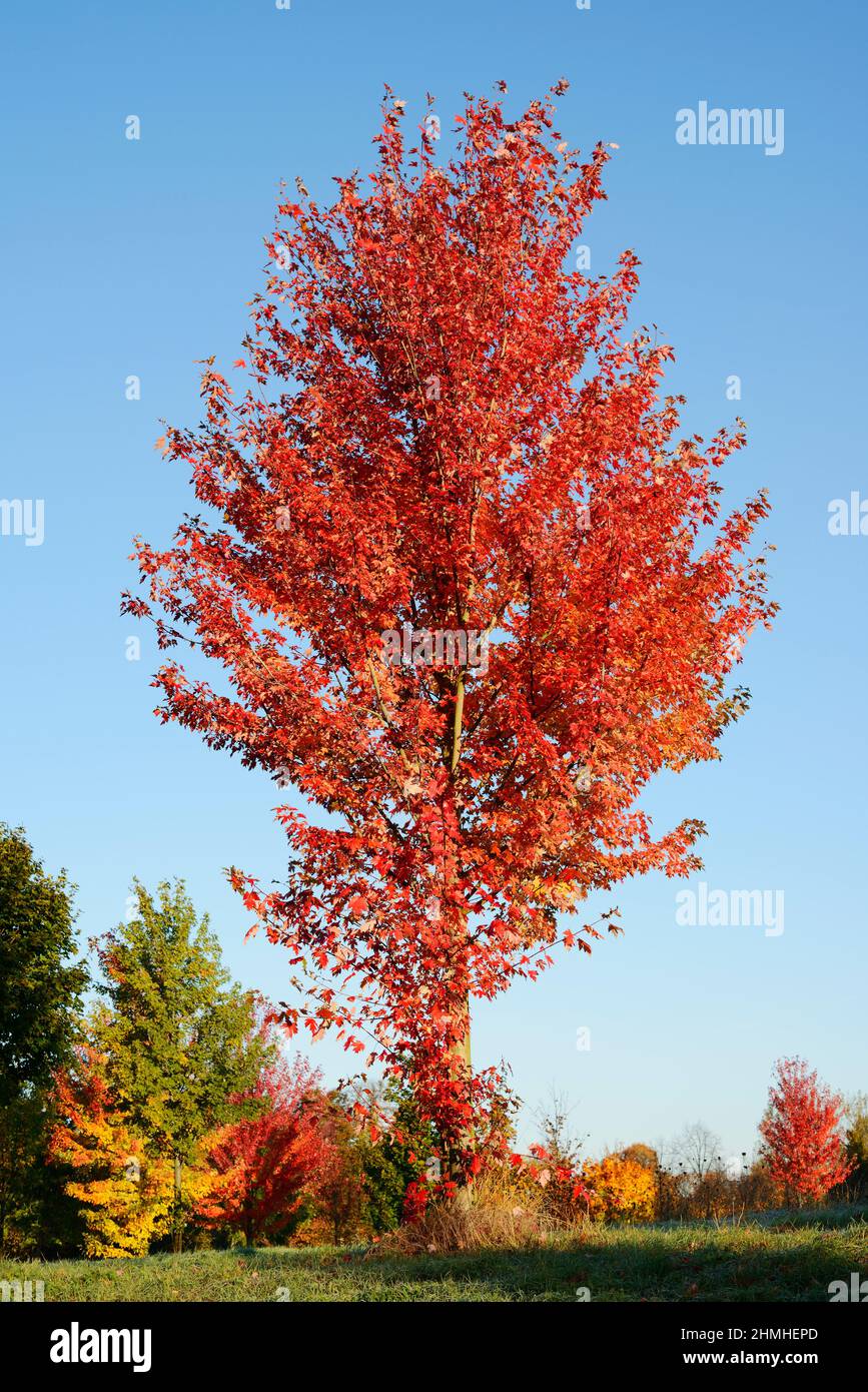 Gomme sucrée américaine (Liquidambar styraciflua) en automne,  Rhénanie-du-Nord-Westphalie, Allemagne Photo Stock - Alamy