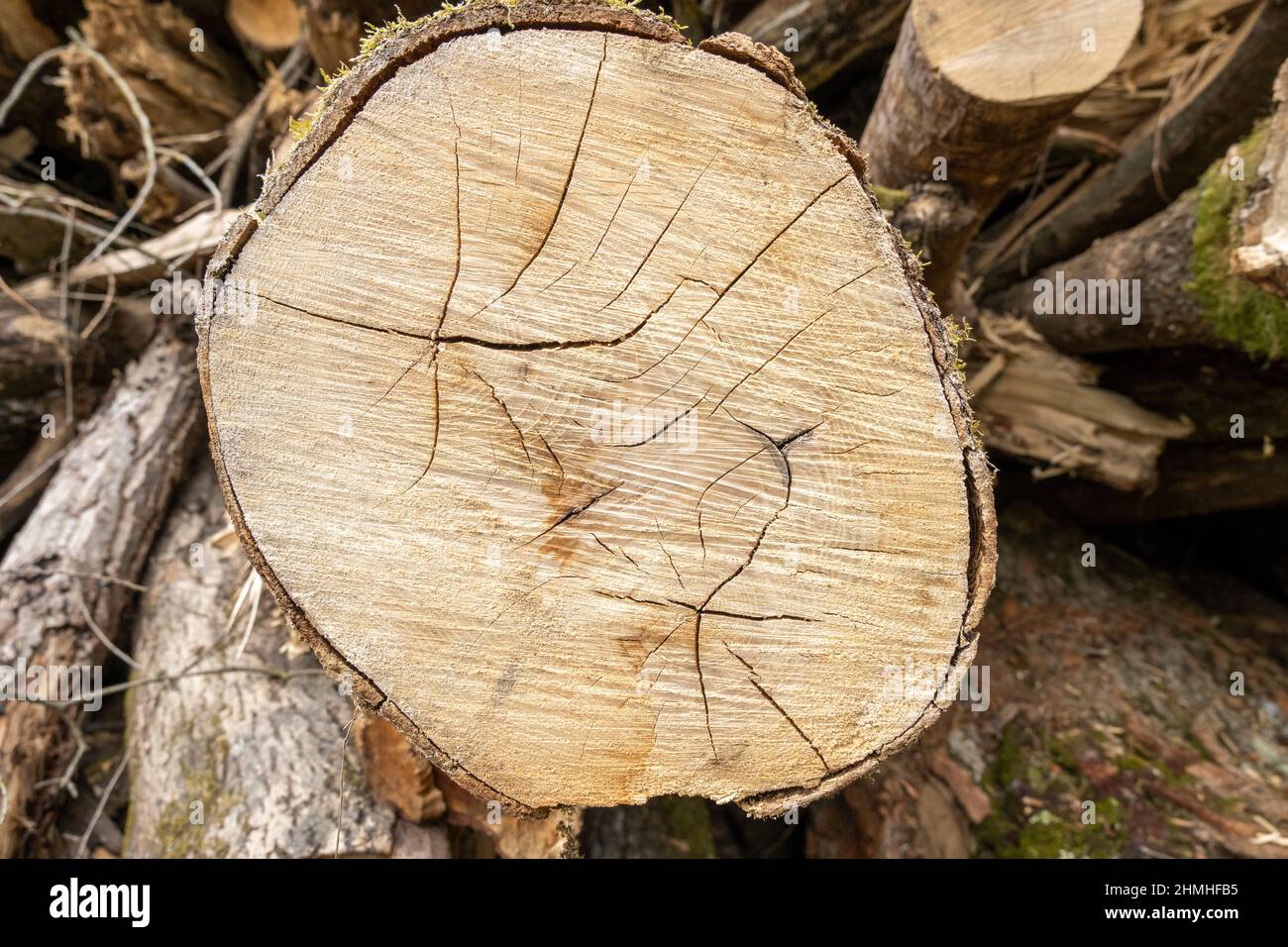 arbre abattu, disque d'arbre avec fissures de séchage. Banque D'Images