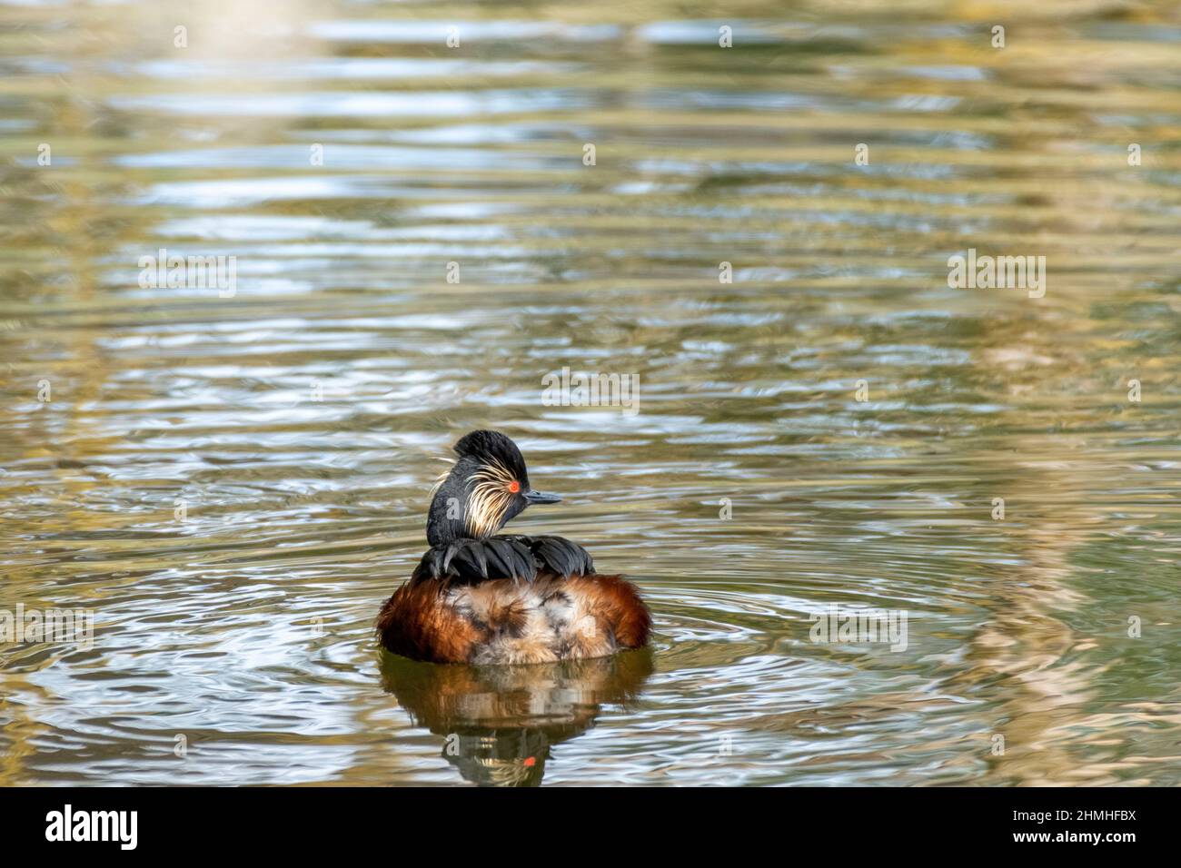 Le grèbe à col noir (Podiceps nigricollis) Une espèce d'oiseau de la famille des grèbe. Banque D'Images