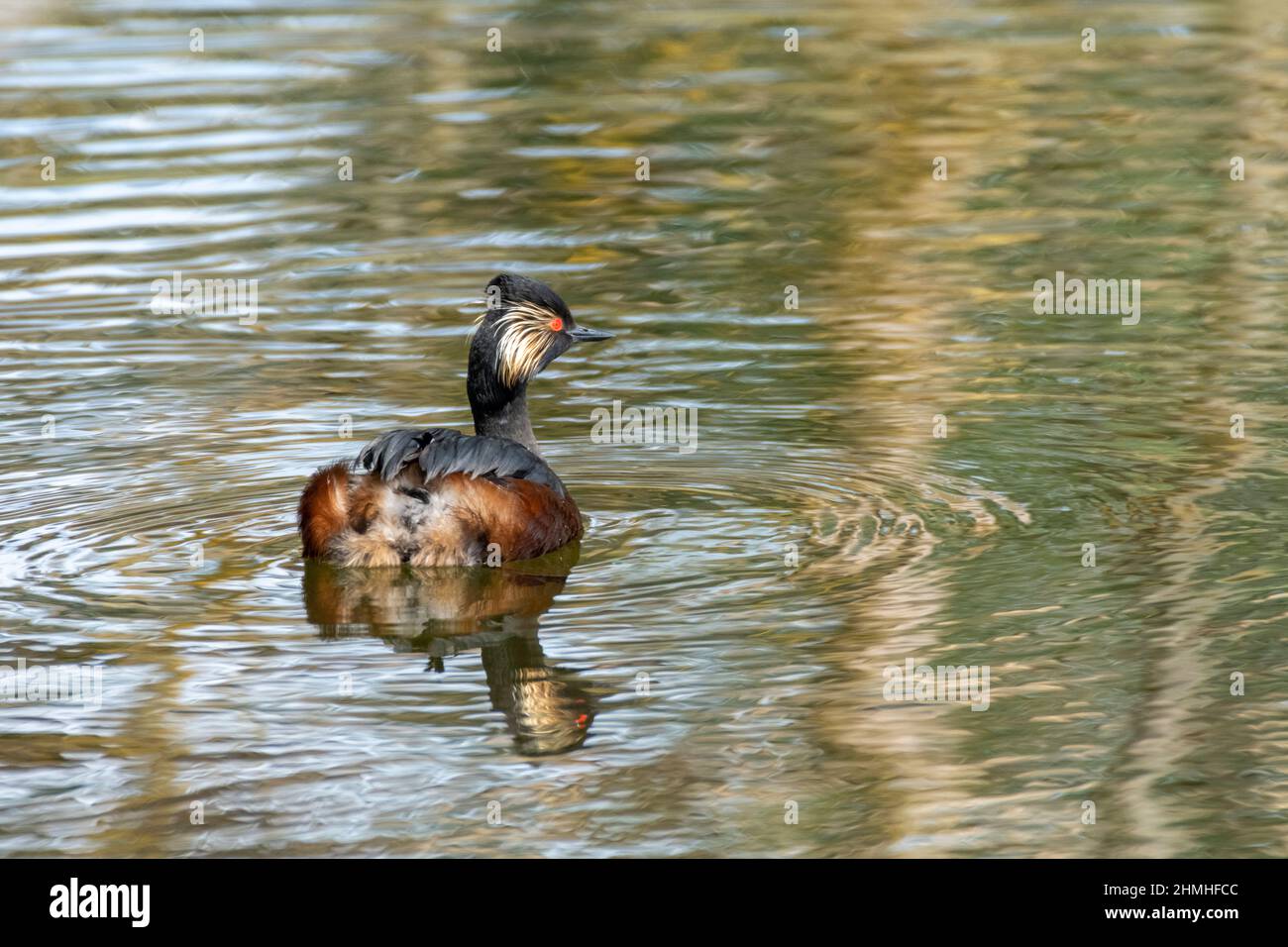 Le grèbe à col noir (Podiceps nigricollis) Une espèce d'oiseau de la famille des grèbe. Banque D'Images