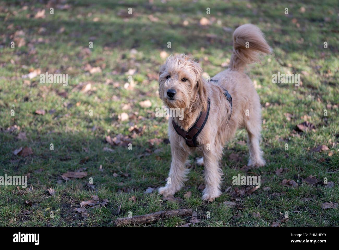 Un chien (Mini Goldendoodle) joue dans un pré. Banque D'Images