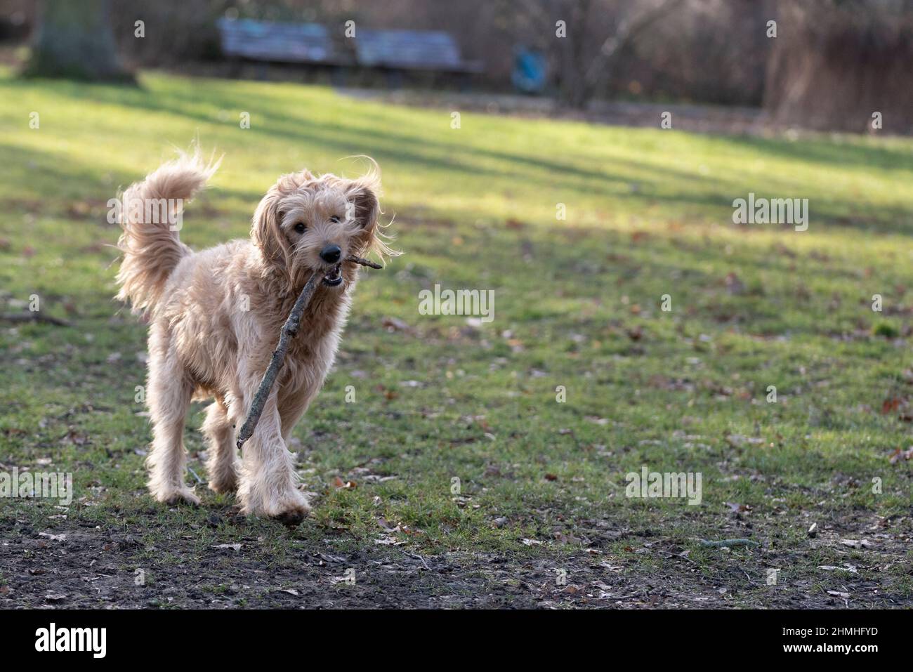 Un chien (Mini Goldendoodle) joue avec un bâton dans un pré. Banque D'Images
