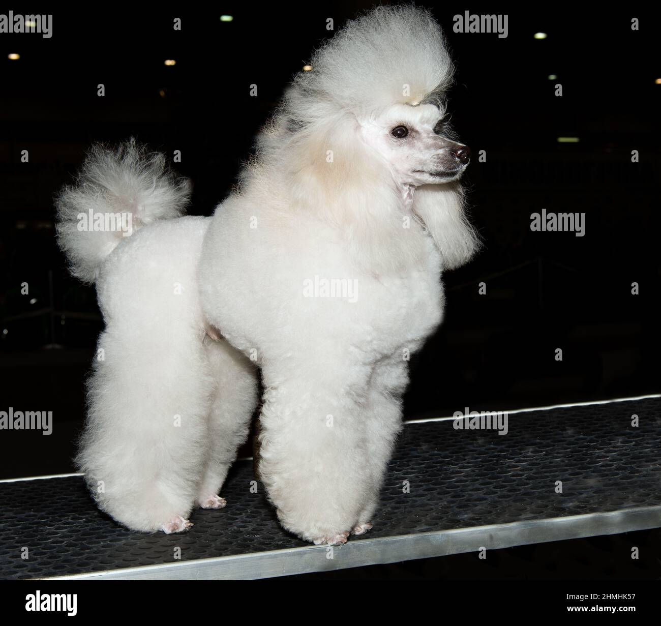 Un petit coolé à la pointe de la tête. Le Poodle miniature est en tête du spectacle. Banque D'Images