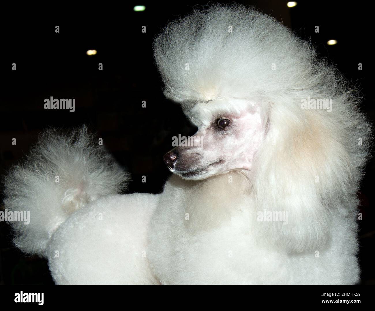 Portrait miniature en forme de coolé. Le Poodle miniature est sur le spectacle. Banque D'Images