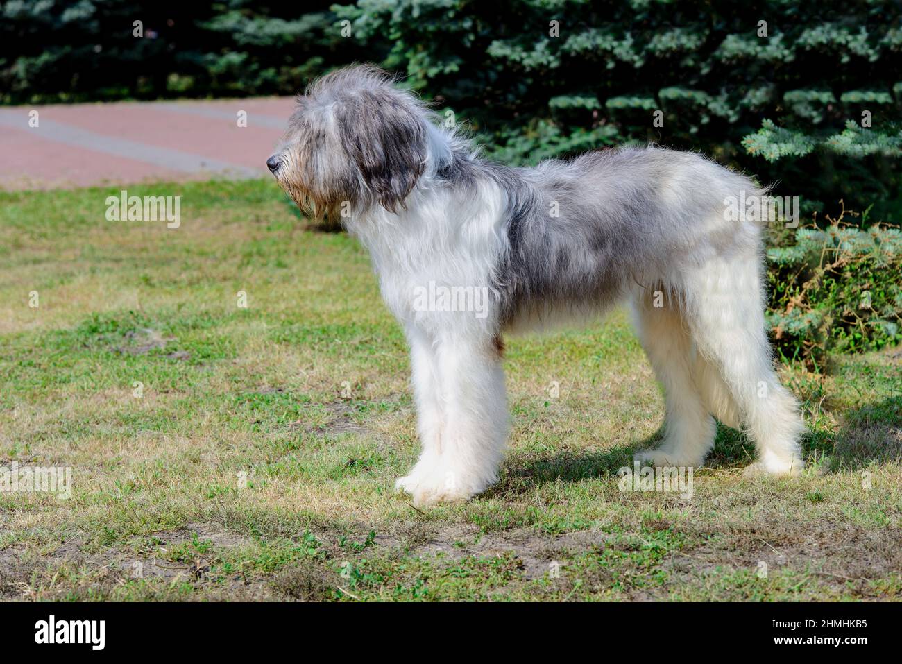 Profil de chien Berger roumain. Le Berger Mioritique roumain est sur l'herbe. Banque D'Images