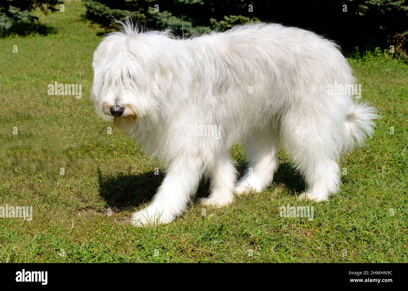 Sheepdog de Russie du Sud, côté gauche. Le Berger de Russie du Sud est dans le parc. Banque D'Images