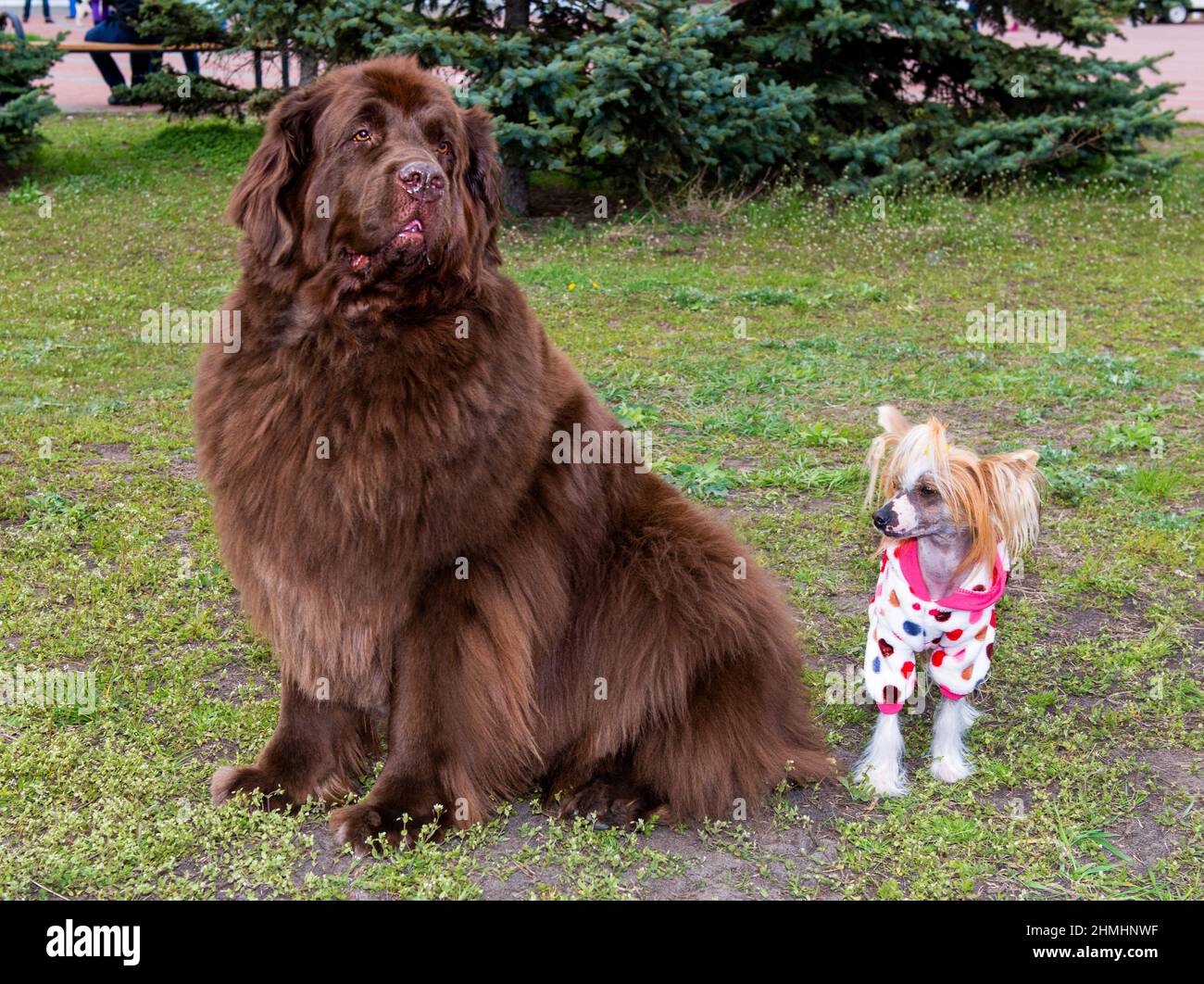 Le Titife tibétain et le chien chinois à crête. Le Titife tibétain et le chien chinois à crête se rencontrent dans le parc. Banque D'Images