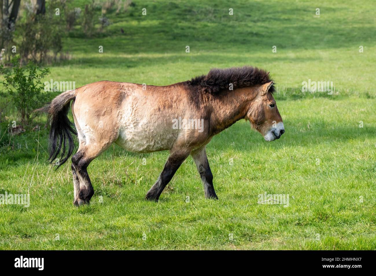 Cheval Przewalskis Vue de côté. Cette race de cheval sauvage trapu a été éteint à l'état sauvage jusqu'à ce que les programmes de sélection présenté dans les steppes de Mongoli Banque D'Images