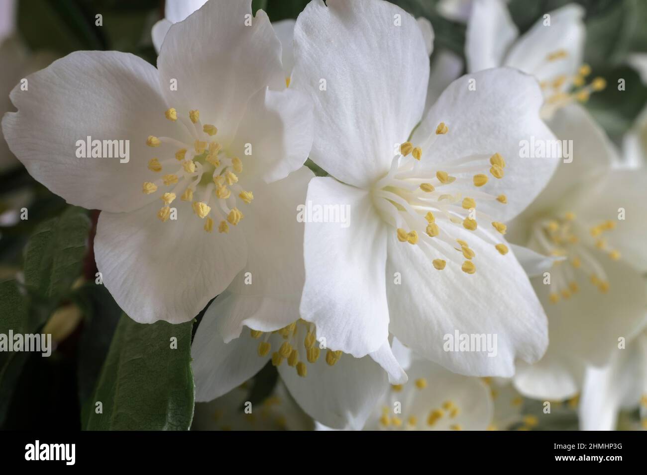 Fleurs blanches délicates de jasmin parmi les feuilles vertes. Vue avant, gros plan Banque D'Images