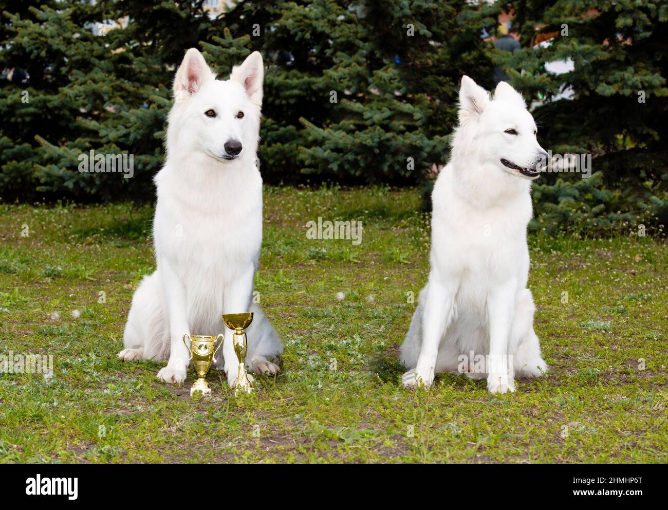 Un berger blanc a gagné, un autre perdu. Les Shepherds blancs s'asseoir dans le parc. Banque D'Images