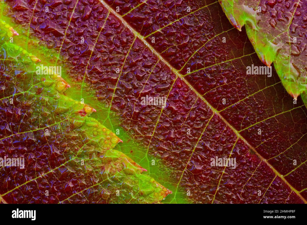 Feuilles de Sumac à staghorn avec rosée (Rhus typhina) Banque D'Images