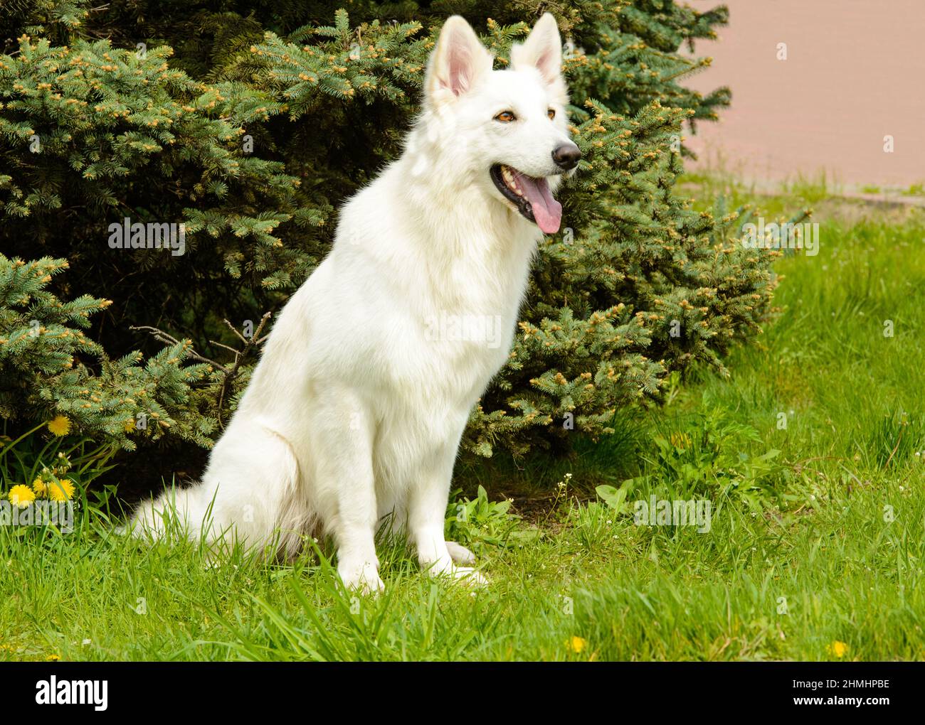 Sièges White Swiss Shepherd. Le Berger suisse blanc est dans le parc. Banque D'Images